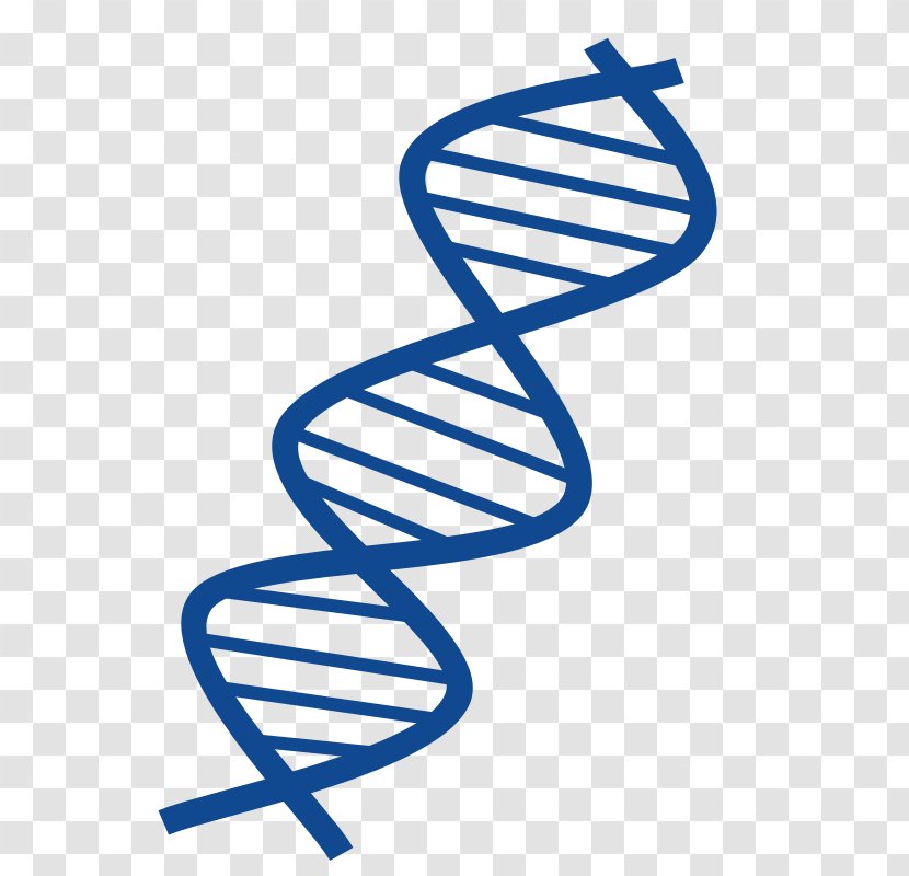 DNA Nucleic Acid Double Helix Free Content Clip Art - Footwear - Cliparts Transparent PNG