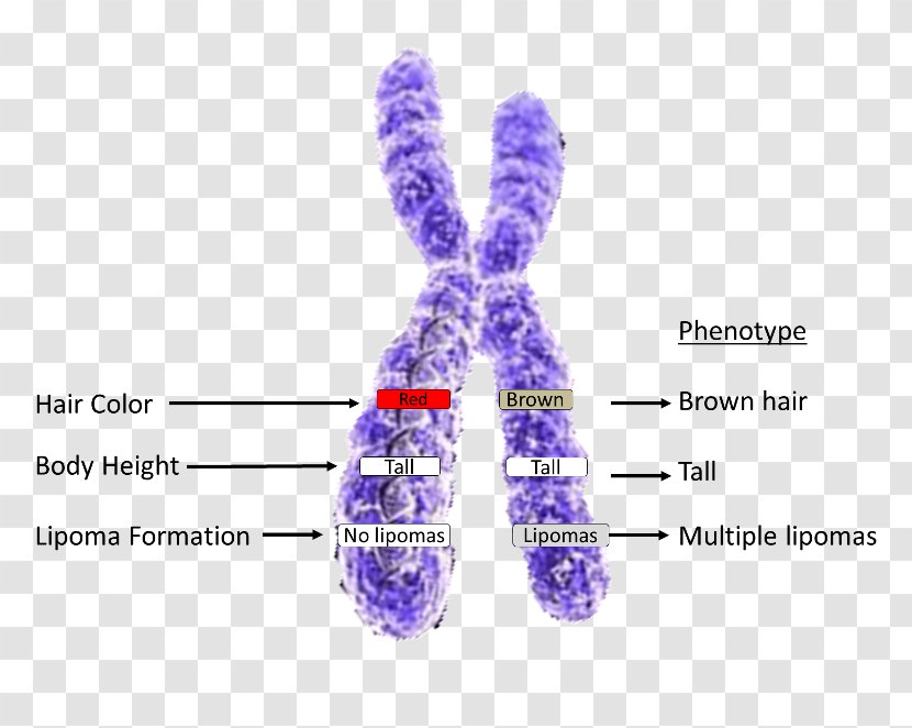 X Chromosome Allele Genetics - Purple - Structure Transparent PNG
