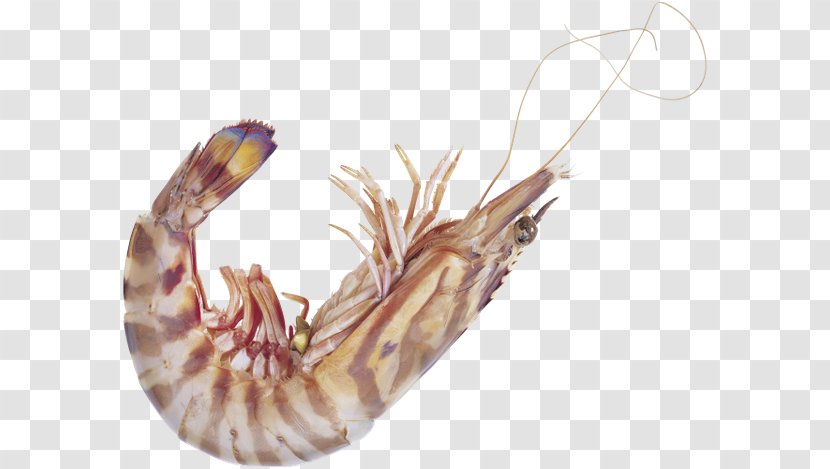 Decapoda Caridea Shrimp Seafood - Organism Transparent PNG