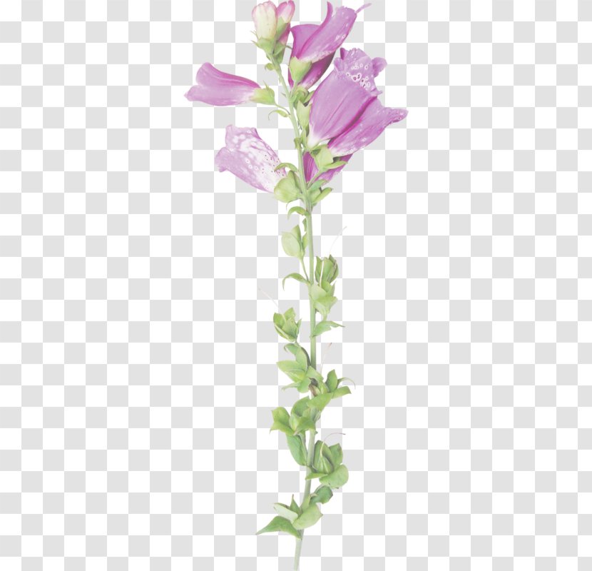 Cut Flowers Rose Family Plant Stem Petal Transparent PNG
