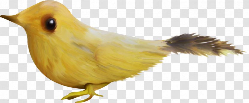 Bird Beak Download Clip Art - Wing - Yellow Transparent PNG