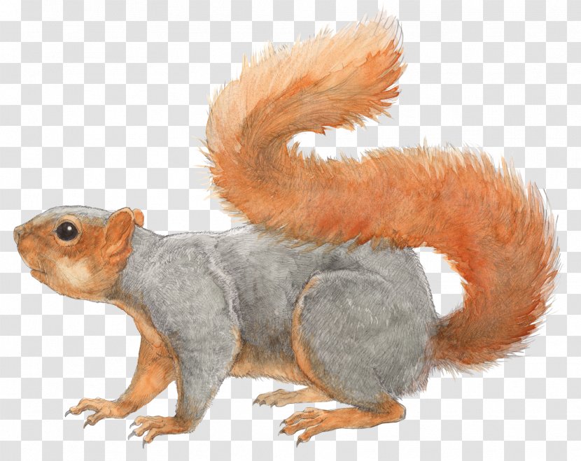 Fox Squirrel Los Angeles Rodent Tree - Tail Transparent PNG