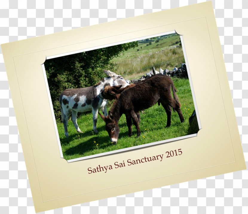 Horse Donkey Cattle Fauna Picture Frames - Early Autumn Transparent PNG