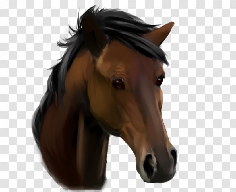 Mustang Pony Stallion Drawing Bridle Transparent PNG