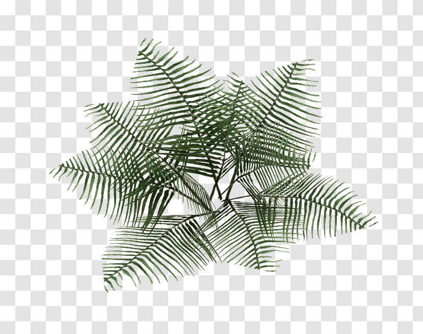 Zoo Tycoon 2 Plant Bracken Fern Wiki Transparent PNG