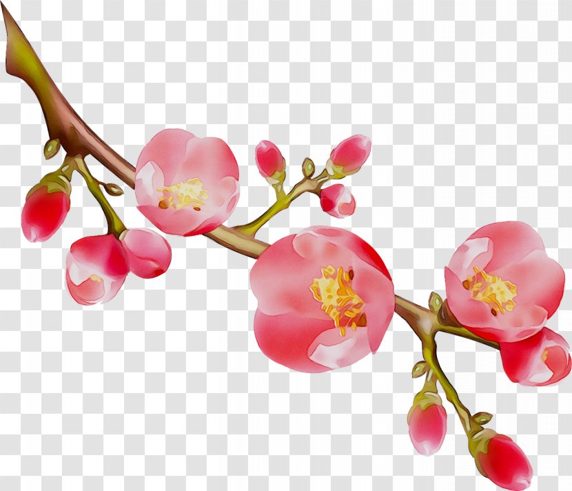 Cherries ST.AU.150 MIN.V.UNC.NR AD Cherry Blossom Pink M - Moth Orchid Transparent PNG