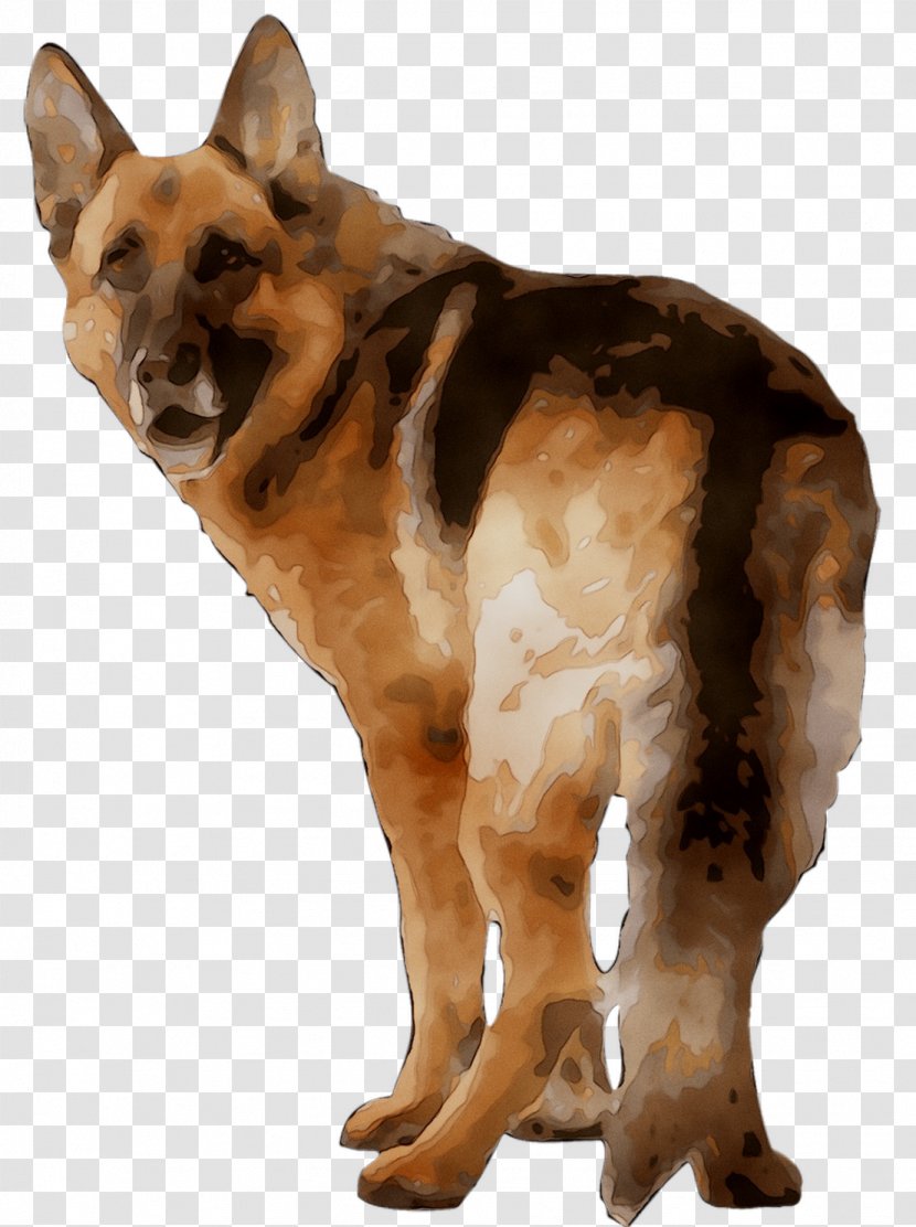 Old German Shepherd Dog Kunming Wolfdog King Breed - Snout - Shiloh Transparent PNG