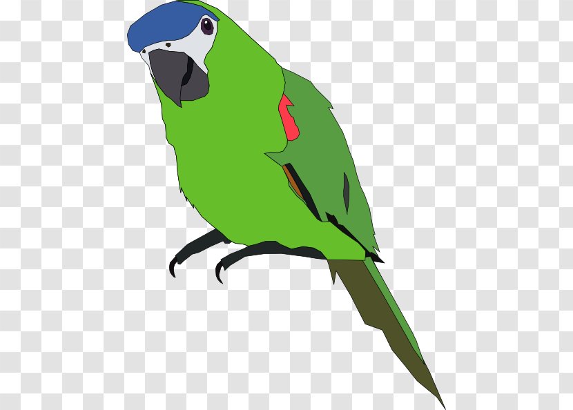 Amazon Parrot Bird Budgerigar Clip Art - Perico - Cliparts Transparent PNG