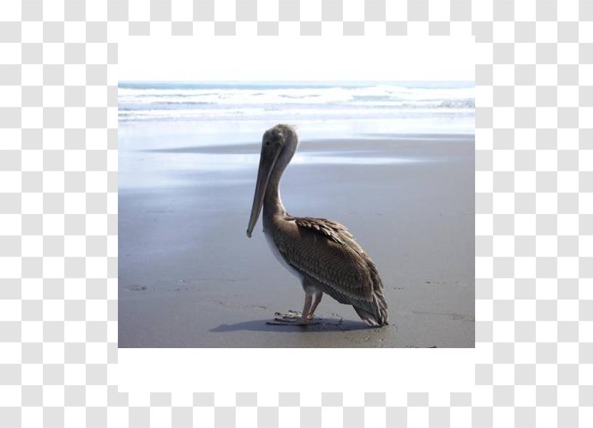 Pelican Products Fauna Beak - Bird - Manuel Antonio National Park Transparent PNG