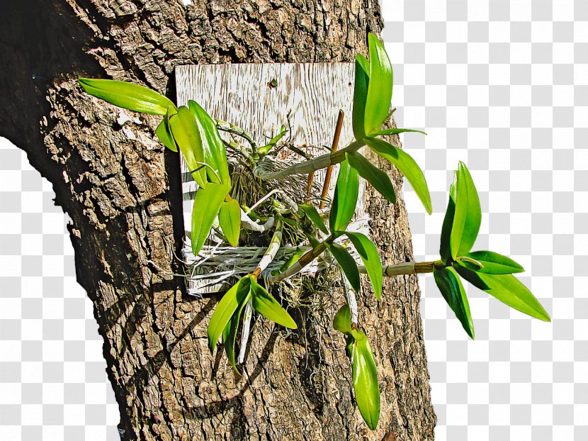 Tree Orchids Plant Orchis Orchidea - Flowerpot Transparent PNG