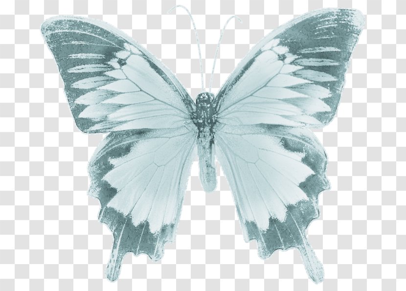 Butterfly Drawing Photography - Pollinator Transparent PNG