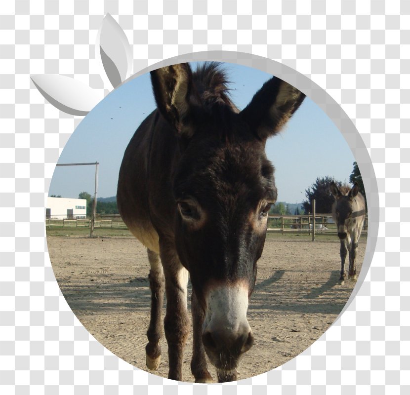 Mule Donkey Milk Asintrekking ASD Equestrian Transparent PNG