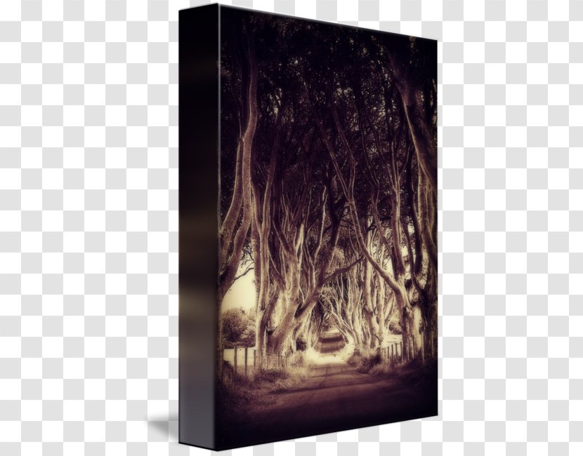 /m/083vt Desktop Wallpaper Wood Stock Photography - Dark Hedges Transparent PNG