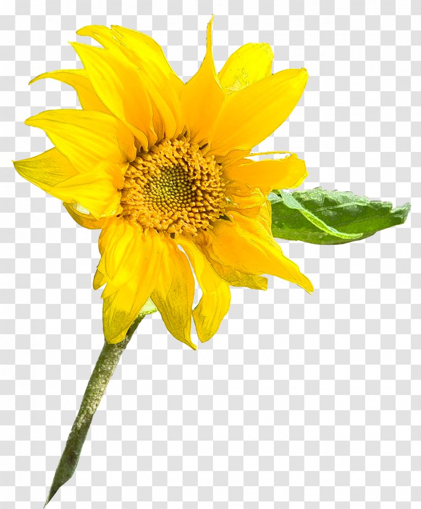 Sunflower Seed Annual Plant M Sunflowers Petal - Flower - Pinterest Background Transparent PNG