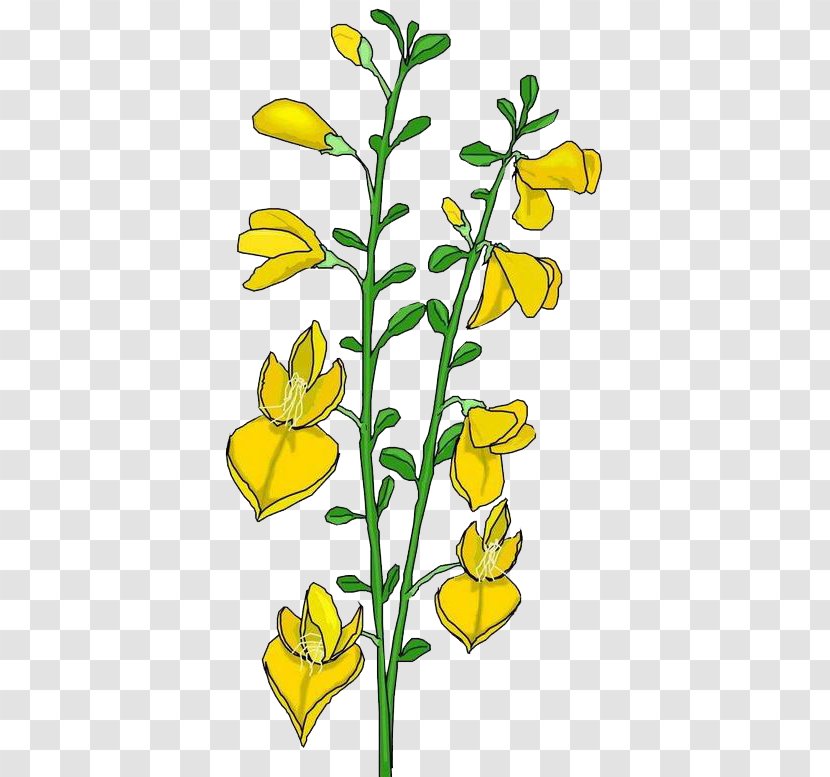 Royalty-free Clip Art - Stock Footage - Yellow Lily Of The Valley Transparent PNG