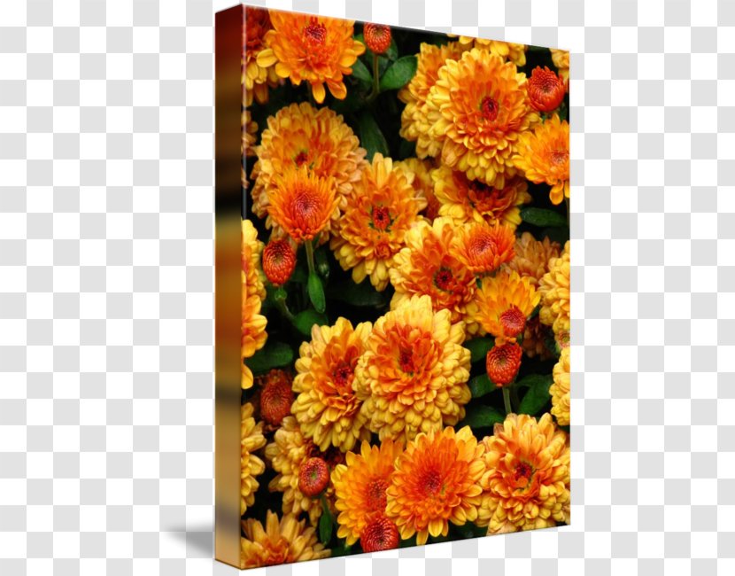 Chrysanthemum Cut Flowers Imagekind Transvaal Daisy Art - Flowering Plant - Orange Transparent PNG