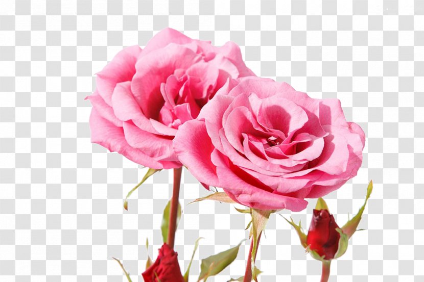 Garden Roses Centifolia Beach Rose Pink Petal - Order - Beautiful Transparent PNG