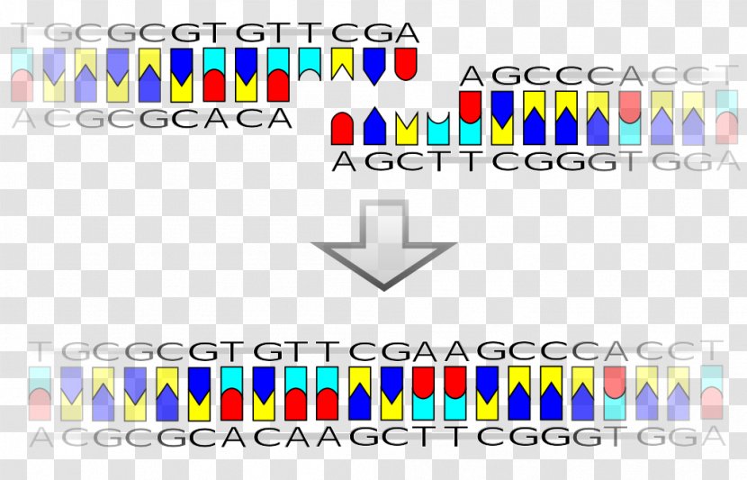 DNA Ligase Ligation Recombinant Restriction Site - Enzyme - Yellow Transparent PNG