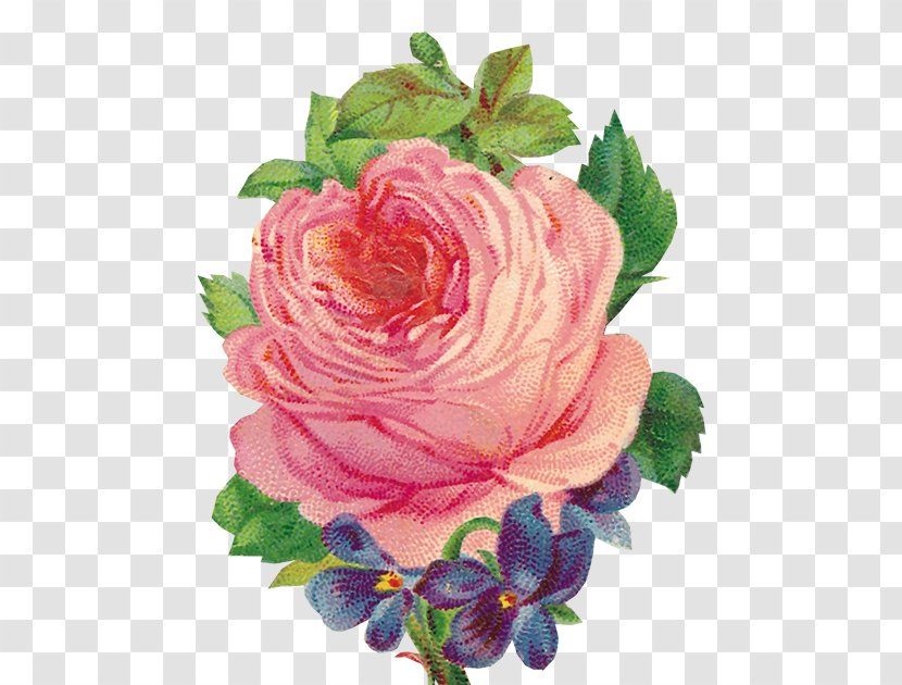 Garden Roses Bokmärke Flower Clip Art - Blume Transparent PNG