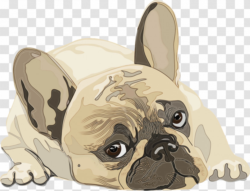 Pug Puppy Companion Dog Toy Dog Snout Transparent PNG