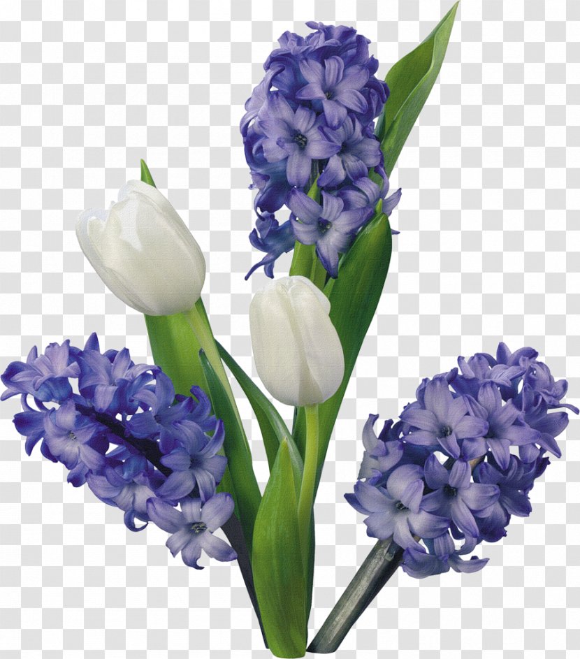 Hyacinth Flower Tulip Blog Clip Art - Home Page Transparent PNG