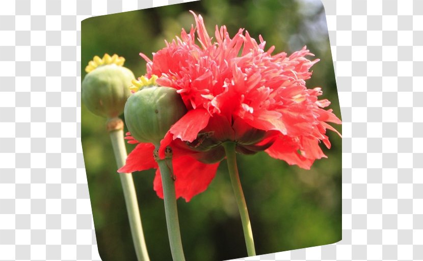 Opium Poppy Common Hypnos Birth Flower - Sleep Transparent PNG