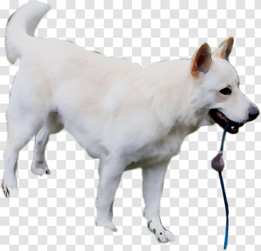 Pungsan Dog Canadian Eskimo Canaan Korean Jindo Kishu - Hokkaido - White Shepherd Transparent PNG
