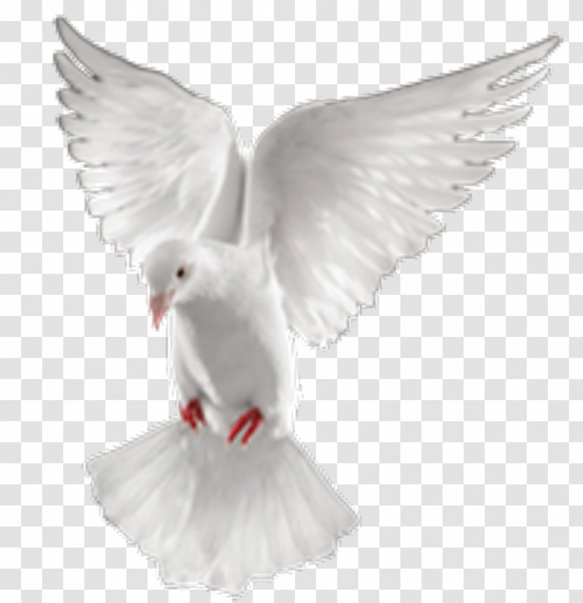 Clip Art Image Desktop Wallpaper Pigeons And Doves - Feather - Edify Pictogram Transparent PNG