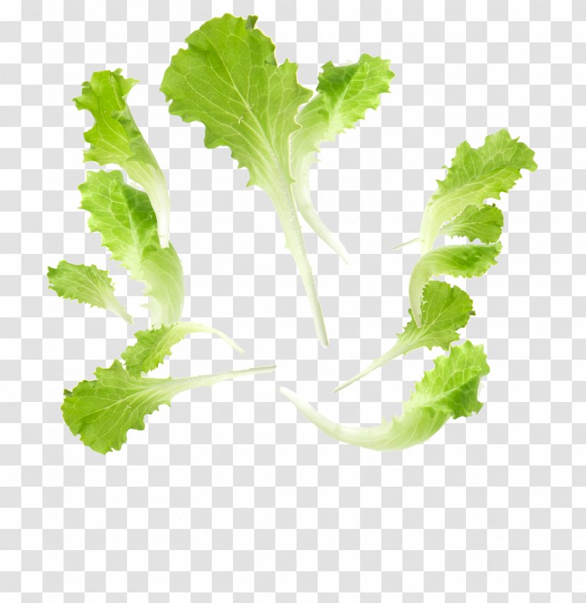 Leaf Vegetable Food Lettuce - Coriander - Salad Transparent PNG