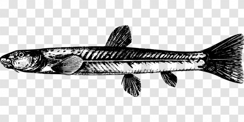 Triplophysa Dalaica Sardine Fish Products Clip Art - Food - 鱼 Transparent PNG