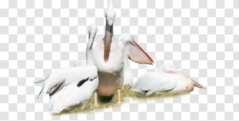 Pelican Cygnini Bird Crane White Stork - Seabird Transparent PNG