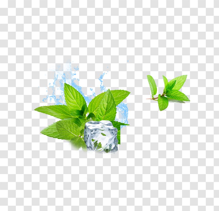 Water Mint Ice Cube Menthol - Cubes Transparent PNG