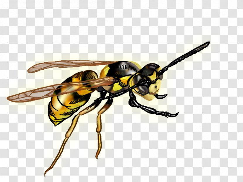 Insect Bee Hornet Wasp Pollinator Transparent PNG