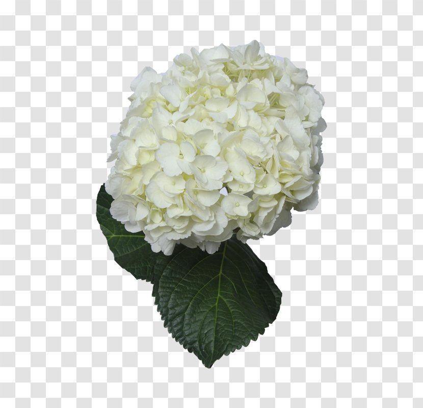 Hydrangea Cut Flowers Floral Design White - Blue Transparent PNG