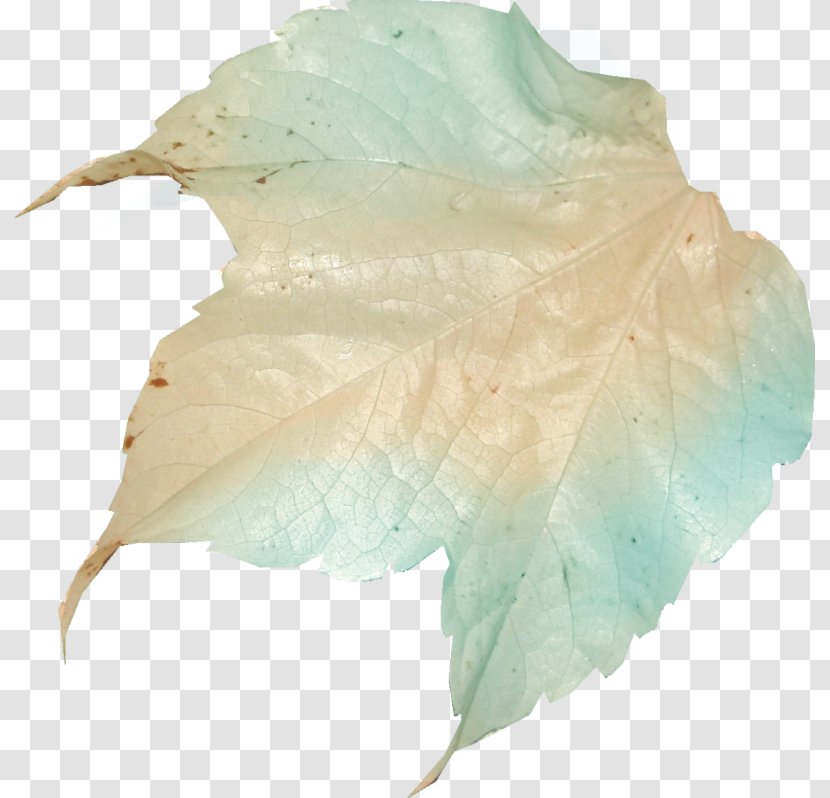 Home Egypt Petal Arabic Transparent PNG