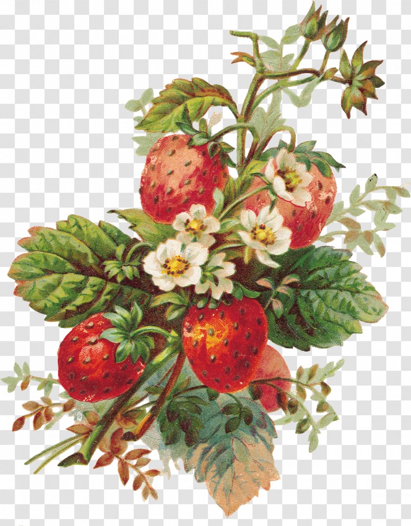 Milkshake Strawberry Pie Full-Color Fruits And Flowers Illustrations Shortcake - Floral Design - Fruit Transparent PNG