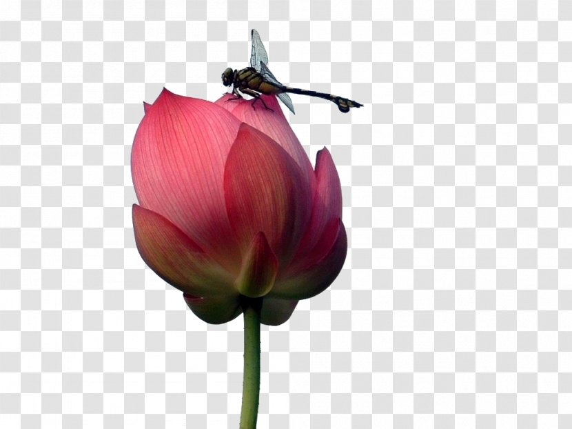 Nelumbo Nucifera Sentence Information - Flora - Lotus Dragonfly Transparent PNG