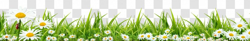 Grass Lawn - Flowering Plant Transparent PNG