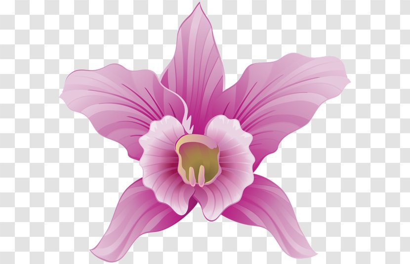 Flower Orchids Clip Art - Orchid Transparent PNG