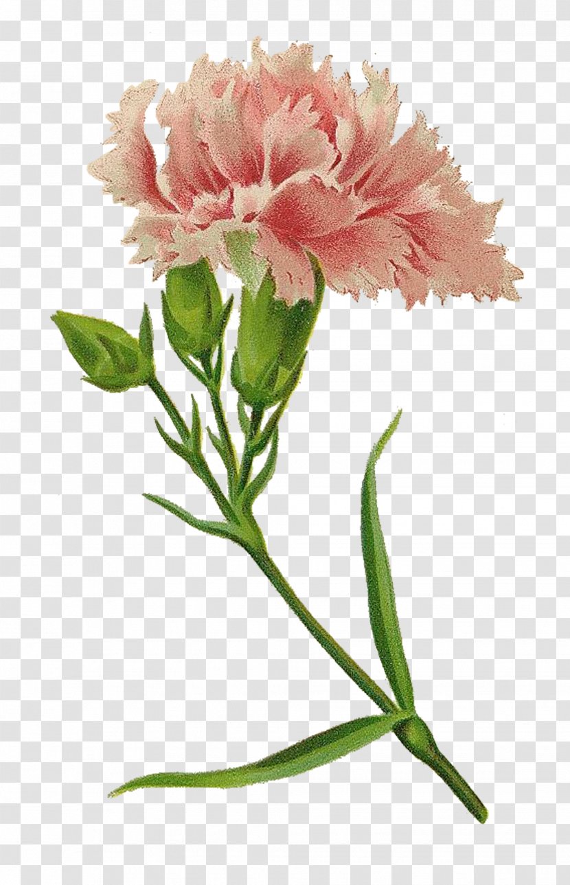 Carnation Pink Cut Flowers - Plant - Vintage Flower Transparent PNG