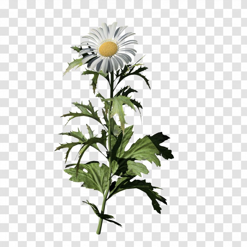 Oxeye Daisy Common SpeedTree Low Poly Chamomile - Cut Flowers Transparent PNG