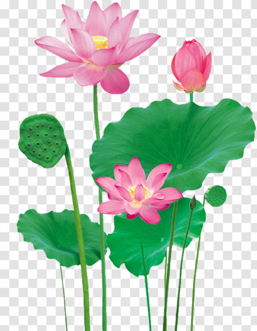 Lotus Pond Nelumbo Nucifera - Cut Flowers Transparent PNG