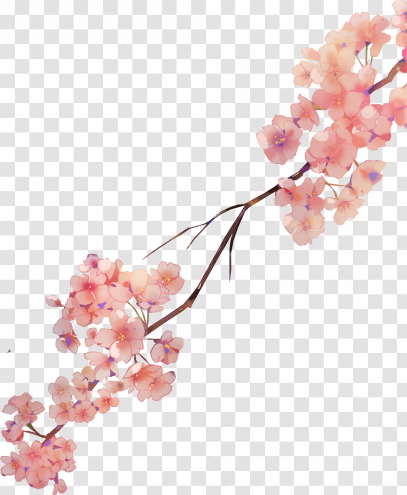 Cherry Blossom Watercolor Painting Watercolour Flowers Petal - Moth Orchid Transparent PNG