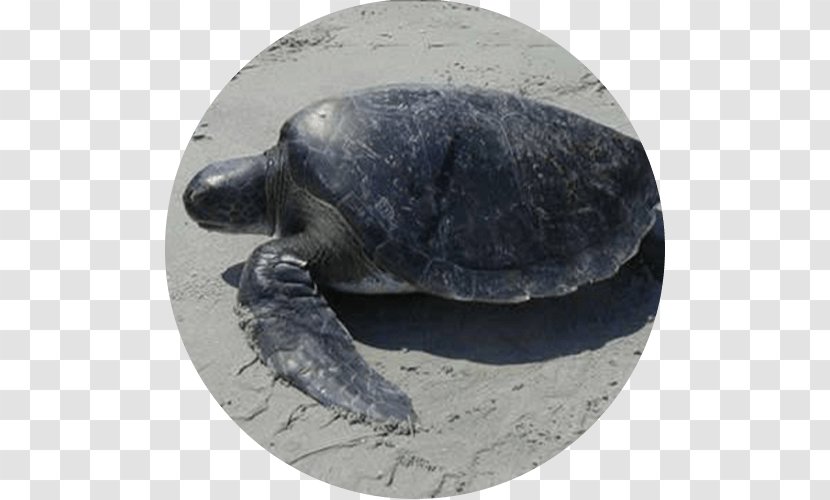 Leatherback Sea Turtle Olive Ridley Tortoise Transparent PNG
