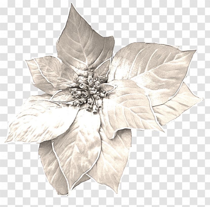 Polyvore Saying Fashion Department 56 - Petal - Flower Angel Transparent PNG