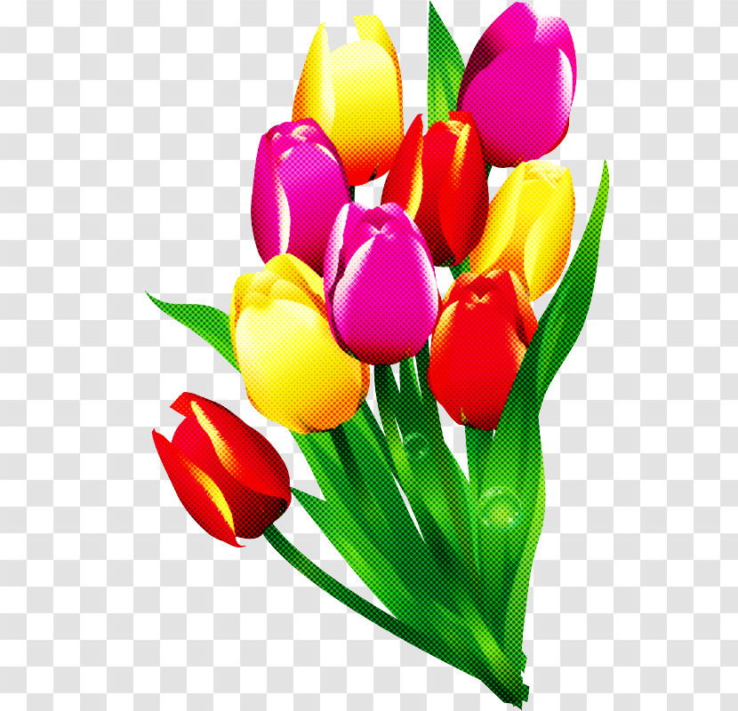 Tulip Petal Flower Cut Flowers Yellow Transparent PNG