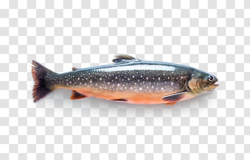 Sardine Salmon Arctic Char Fish Trout Transparent PNG