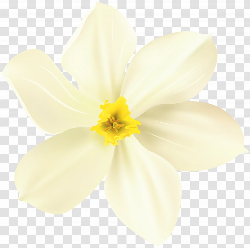 Narcissus Close-up - Plant - Flower Spring Transparent PNG