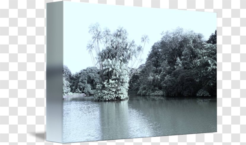 Bayou Water Resources Bank M Tree - Reservoir Transparent PNG