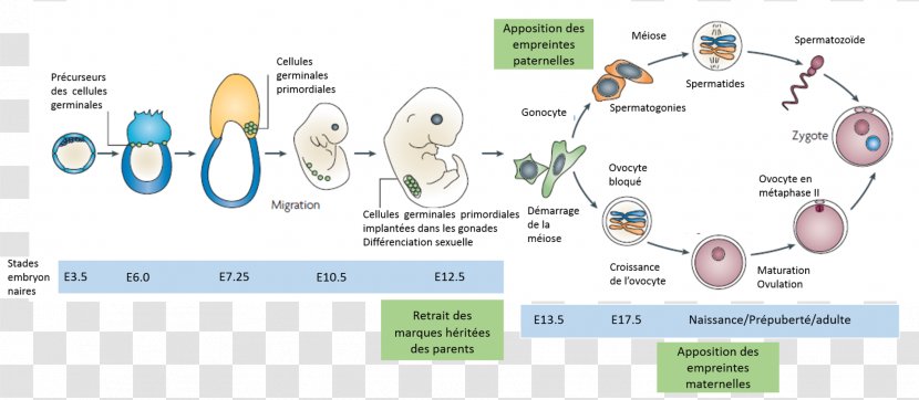 Genomic Imprinting Germ Cell Somatic Biology - Silhouette - Watercolor Transparent PNG